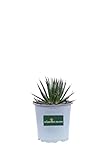 eGarden.store