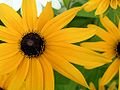 2000 BLACK EYED SUSAN Rudbeckia Hirta Flower Seeds