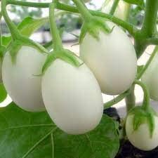 Brinjal White Round Seeds Vegetable Hybrid Seeds for Home Garden for Planting (50 Seeds) By Zabbus (B0BHR54ZFM) Amazon Price History, Amazon Price Tracker