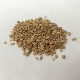Blighted Wheat｜Fu Xiao Mai｜浮小麦｜Triticum aestivum L