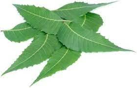 FRESH NEEM LEAVES / 50 GRAM/नीम की पत्ती / FOR ACNE FREE SKIN, HAIR GROWTH/MARGOSA/LEAVES
