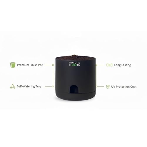 Image of Future Roots Good Luck Golden Money Plant with Self Watering Pot - Air Purifying Indoor Live Feng Shui Plant for Home, Living Room, Kitchen, Office Desk, Bedroom Decor (Black)