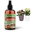 KALANCHOE Plants Superfood