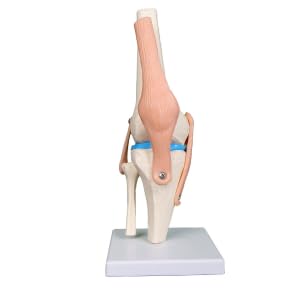 Kay Kay Industries Human Life Size Knee Joint Model and Human Mini Arthritic Knee Model Set | Hinghly Detailed and accurate Perfect for Medical Professionals and Training 2