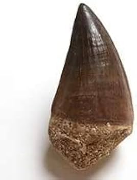 モササウルス　歯　化石 61EIzMcgNyL._UF350,350_QL50_.jpg