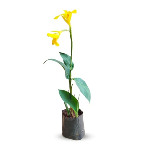 Muda de Biri Amarelo Cana Índica Bananeirinha de Jardim Amarela