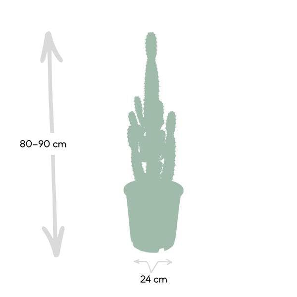 Kaktus Wolfsmilch Euphorbia Acrurensis Cowboy Zimmerpflanze Ø24 cm 60-80 cm