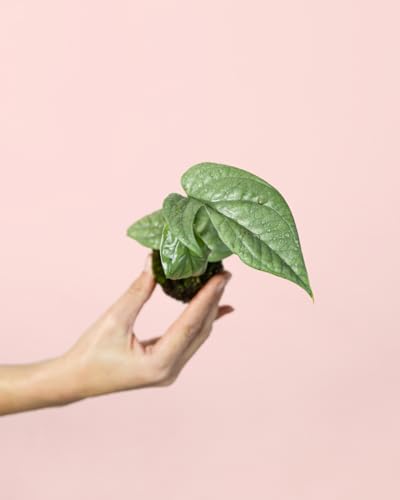 PUR PLANT Monstera Silver Mini | Planta natural de interior premium | Compacta, resistente y elegante | Maceta de Ø6 cm