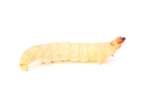 proinsects 200 STK. Wachsmaden/Bienenmaden | Futterinsekten | Angelköder