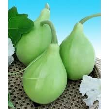 Bottle gourd seeds all types || Seeds for bottle round all type || 10 seeds-image-29