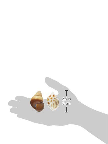 Amazon | 三晃商会 SANKO オカヤドカリの宿替え貝殻 L | Sanko | 生体