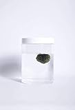 cladophora rupestris taxonomy  MARIMO ALGA Balle Cladophora Aegagropila 3-5 cm