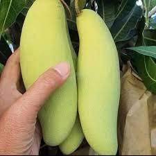 Green Garden Shop Thai Banana Shaped Mango Grafted Live Plant - Healthy Outdoor Plant