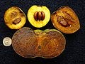 Black Sapote Fruit Tree 1 Gallon Potted AKA Chocolate Pudding Fruit, Black soapapple and (in Spanish) zapote prieto (Black Sapote, 5 Gallon) - Thumbnail 4