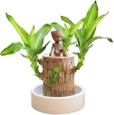 Brazilian Wood live ibdore Plant (B0DGLZDM33) Amazon Price History, Amazon Price Tracker