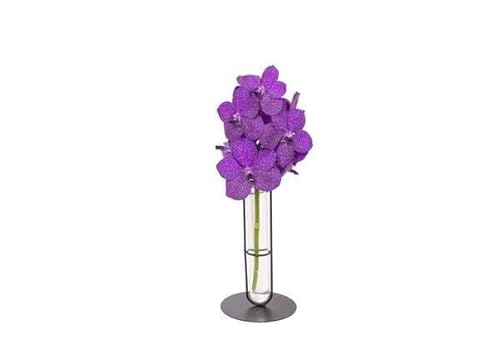 Vanda Vazenda - Orchidea industriale Tayanee blu - Pianta d'appartamento - Ø 10 cm - 50 cm