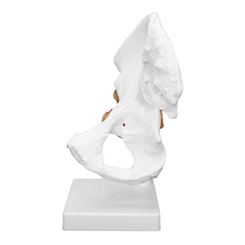 Modèle d'os de hanche de haute qualité avec structure de ligaments