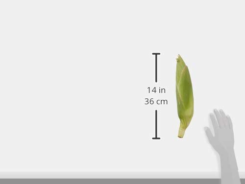 White Corn, 1 Ear