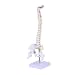 SOLUSTRE Mannequins 1pc Spine Model Spinal Model Chiropractic Spine Model Human Spine Model Mannequin Tailbone Anatomy Model Training Model Spine Model for Doctor Flexible White PVC