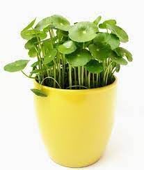 Mini coin grass live plant,Fresh Healthy, Easy to Grow || 8 Inches, for Indoors or Outdoors || Pack of 1 healthy live plant (B0D67BDVT8) Amazon Price History, Amazon Price Tracker