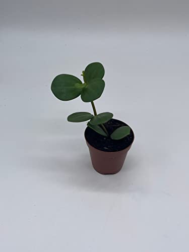 Peperomia Hope, 2 Inch, Trailing Jade Peperomia Rotundifolia Tiny Mini Pixie Plant #TOP1