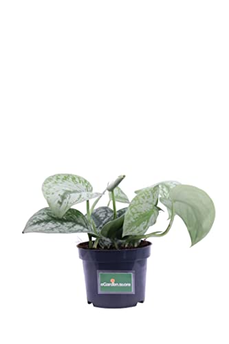 Pianta di Pothos Pianta di Scindapsus pianta da interno pianta ornamentale di Pohos pianta decorativa di Scindapsus pianta di Pothos vera venduta da eGarden.store (Pictus Trebie)