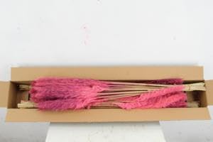 DC Cortaderia Pink 80cm herbe de pampa rose séchée grand plumeau naturel déco lot de 10