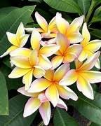 Image of Frangipani Plumeria Rubra Live Flower Plant ? Hybrid Champa Golachin Deva Ganneru with Pot | Beautiful Fragrant Bloom | 0.5?1.5ft Height | Outdoor & Garden Flower Plant ? Pack of 1