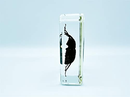 Image of Assorted Styles of Beetle and Insect Specimens, Clear Amber Resin Material Ideal for Kids' Science Education, Collecting, and Home Decoration 2.4″*1.4″*0.7″ (No.34)