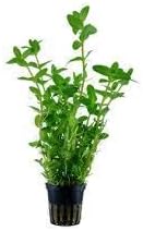 - PREMIER PLANTS Bacopa caroliniana Live Aquarium plant
