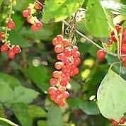 Hierba de flor de árnica entera 1lb