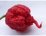 Saavyseeds Carolina Reaper Pepper Seeds - 35 Count