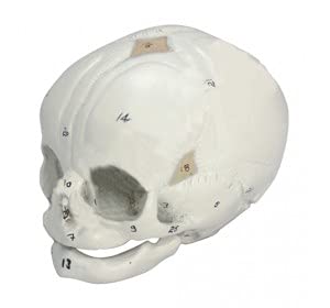BTC INSTRUMENTS Human Fetal Skull (B099NH2LBF) Amazon Price History, Amazon Price Tracker