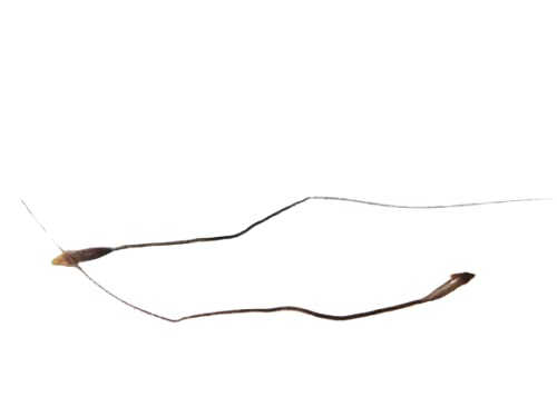 Hindu guru Goyal siddh Raj mohni mayajaal jadi buti