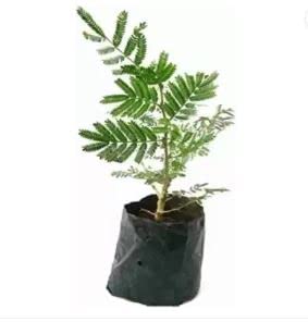 SS TRADING COMPANY Shami Tree, Prosopis cineraria Plant (Healthy Plant ...