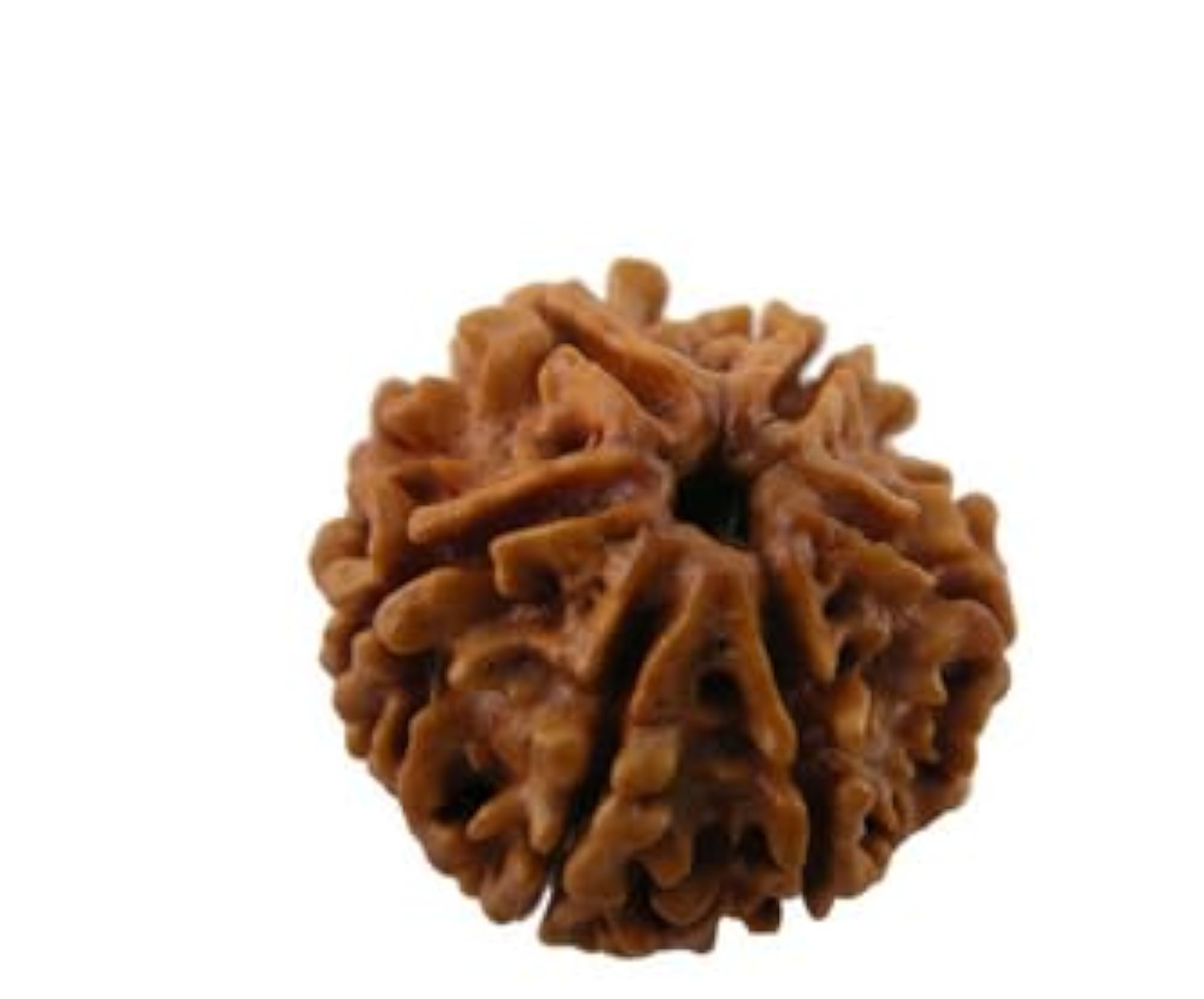 Brown Chah Mukhi Rudraksha Pendant, IGL Lab Certified