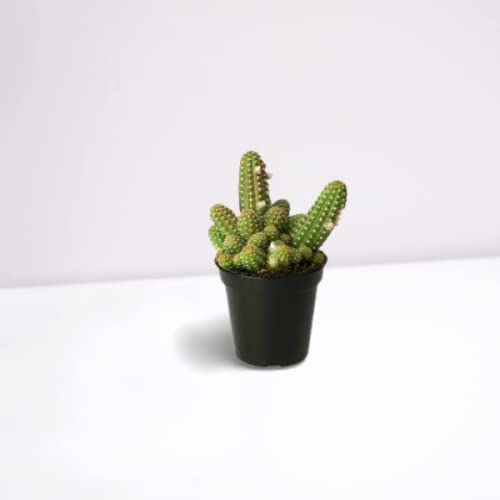 Creative Farmer Cactus Plant Peanut Clump-Forming Indoor - |Home|Indoor|Bedroom|Table|Living Room|Office Decoration Gift (Healthy Live Plant) (B09K4ZQ6BB) Amazon Price History, Amazon Price Tracker