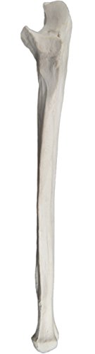 Image of Ulna Bone Model - Left - Anatomically Accurate Human Ulnar Bone Replica - hBARSCI