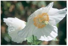 20 semillas de amapola del Himalaya blancas.