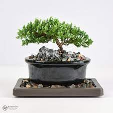 See full amazon price history chart for Juniper bonsai banyan tree live plant || live plant for junioer banyan bonsai tree, pack of 1 Juniper bonsai banyan tree live plant || live plant for junioer banyan bonsai tree, pack of 1 (B0CRL5SZ84) Amazon Price History, Amazon Price Tracker