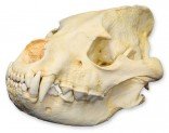 Striped Hyena Skull (Teaching Quality Replica)