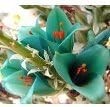 RaRe~Exotic~Turquoise & Orange PUYA Seed~1 Seed ONLY