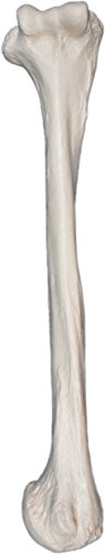 Image of hBARSCI Humerus Bone Model - Right - Anatomically Accurate Human Humerus Bone Replica