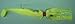 Blue Water Candy - Rock Fish Candy 32 oz Cannonball Mojo Lure Loaded with 9-Inch Swimbait Shad Body (Chartreuse)