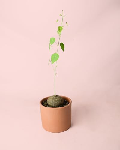 Stephania Erecta | Plantas Naturales Interior | Pur Plant