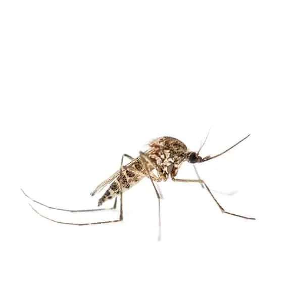| Bubble LQA | Anti mosquitos | Barrera líquida | Efecto burbuja | Mosquito tigre y común | Producto orgánico | 6 unidades |