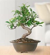 Greenursery Real Live Bonsai Plant Exclusive 5-7 Year Old Grafted Ficus Ginseng Indoor Tree Original for Home & Office Decor Microcarpa in Black Pot (B0D3BCD4RM) Amazon Price History, Amazon Price Tracker