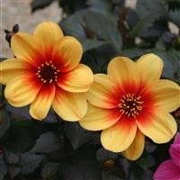 3 x Dahlia 'Moonfire' Cottage Garden Perennial Plug Plants