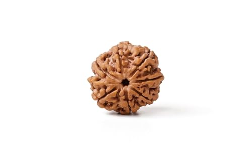 Image of Gemsmantra Energized 7 Mukhi Rudraksha Bead, Original Nepali Lab Certified, Natural Spiritual Accessory for Meditation and Spiritual Use for Men and Women (Medium Size)