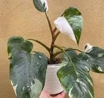 Philodendron White Princess Very Rare Plant